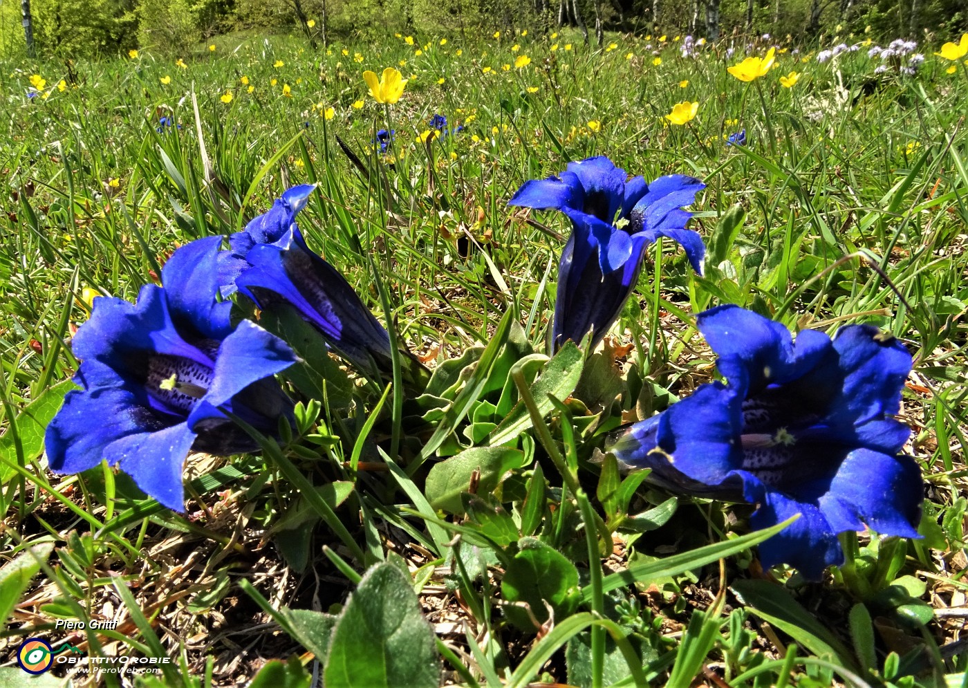 50 Gentiana clusii.JPG